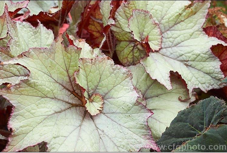 B. ‘Jack Frost’